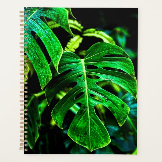 Tropical Monstera Glow – Jungle Leaf Photography (Devant)