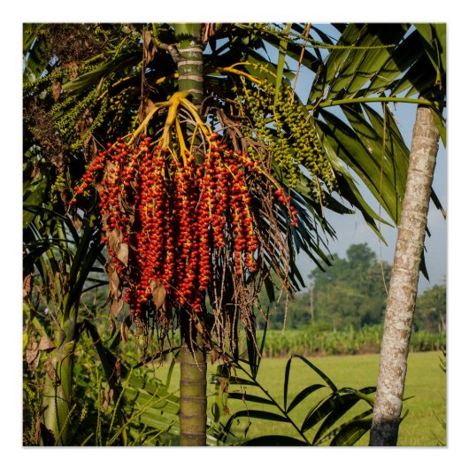 Tropical Palm Fruit Bali Square Art Poster (Devant)