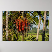 Tropical Palm Fruit Island Landscape Poster Print (Devant)