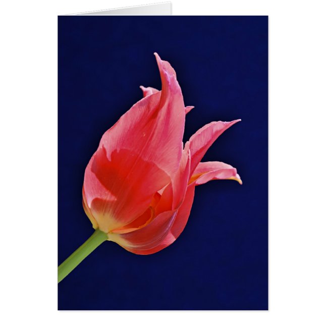 Tropical Punch Tulip (Devant)