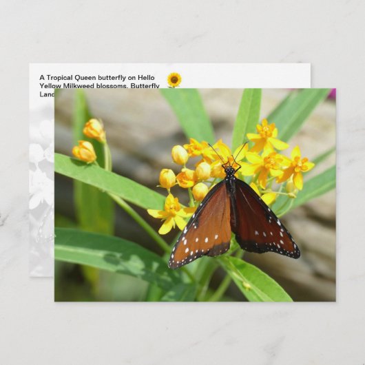 Tropical Queen Butterfly, FL - briefkaart (Voorkant / Achterkant)