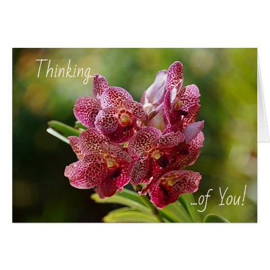 Tropical Vanda Orchid Cluster Card (Devant horizontal)