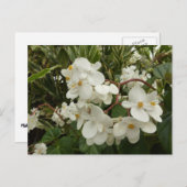 Tropical White Begonia Floral Briefkaart (Voorkant / Achterkant)