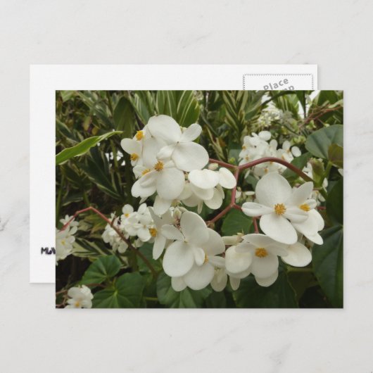 Tropical White Begonia Floral Briefkaart (Voorkant / Achterkant)