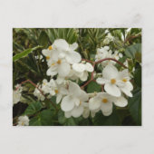 Tropical White Begonia Floral Briefkaart (Voorkant)