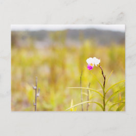 Tropical Wild Orchid Print, Hawaii Briefkaart
