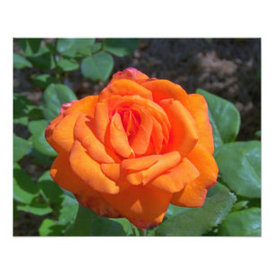 Tropicana Roos Foto Afdruk