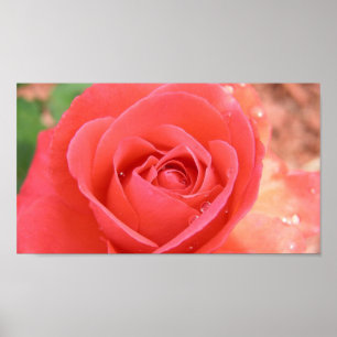 TROPICANA_ROSE-1920X1080 TROPICANA NAM ROZE BEAUT POSTER
