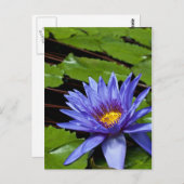 Tropisch Briefkaart van Waterlelie (Voorkant / Achterkant)