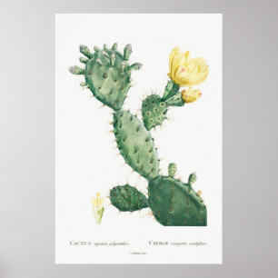 Tropisch Cactus Poster