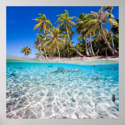 Tropisch eiland onder en boven water poster (Voorkant)