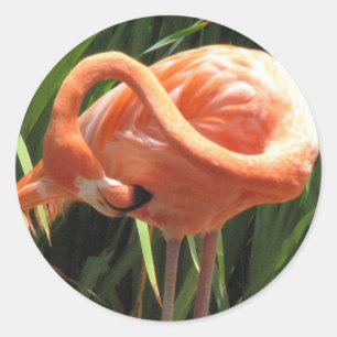 Tropisch Flamingo Sticker