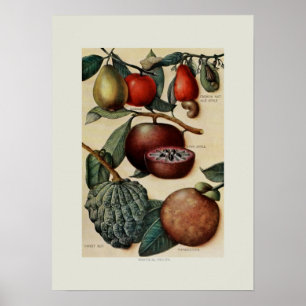 Tropisch fruit poster