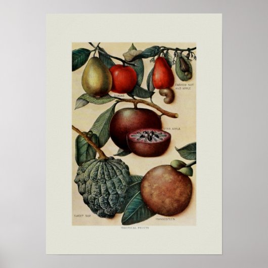Tropisch fruit poster (Voorkant)