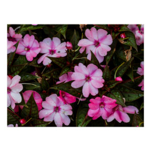 Tropisch Nieuw-Guinea impatiens afdrukken Perfect Poster