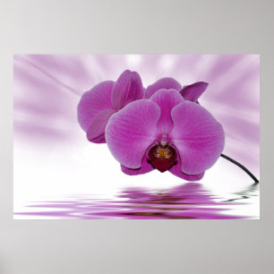 Tropisch orchidee poster