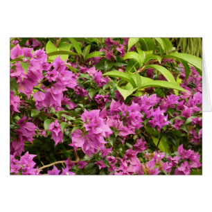 Tropisch Paarse Bougainvillea Floral