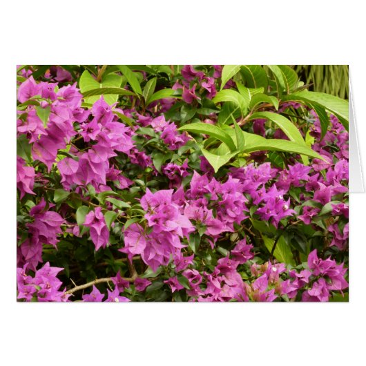 Tropisch Paarse Bougainvillea Floral (Voorkant Horizontaal)