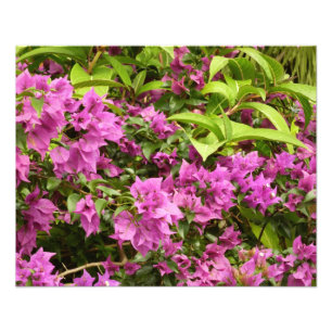 Tropisch Paarse Bougainvillea Floral Foto Afdruk