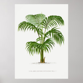 Tropisch plant, illustratie van Plant  kunst ポ タ ー Poster