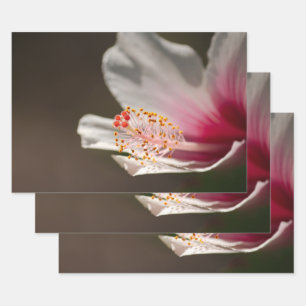 Tropisch roze en wit Hawaiian Hibiscus Flower Wra Inpakpapier Vel