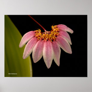 Tropisch roze orchidee poster