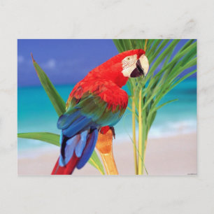 Tropisch Scarlet Macaw Briefkaart
