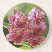 Tropisch Vanda Orchid Cluster Zandsteen Onderzetter (Voorkant)