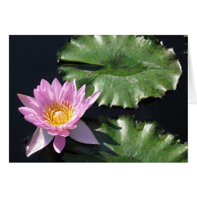Tropisch water Lily Card (Voorkant Horizontaal)