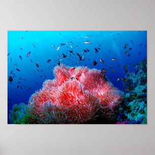 Tropisch Zee Leven Roze gloeiend Anemone Coral Poster