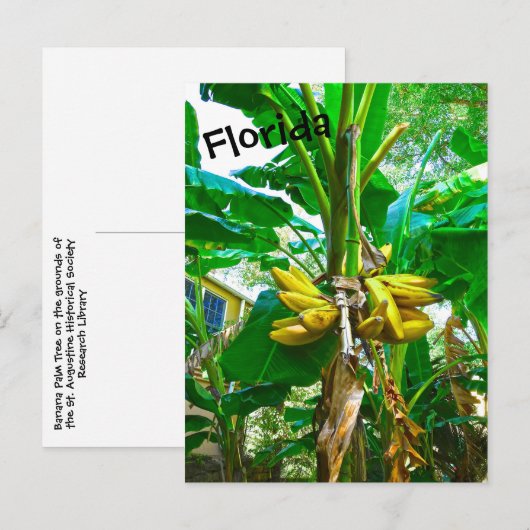 Tropische Banana Palm Tree St Augustine Florida Briefkaart (Voorkant / Achterkant)