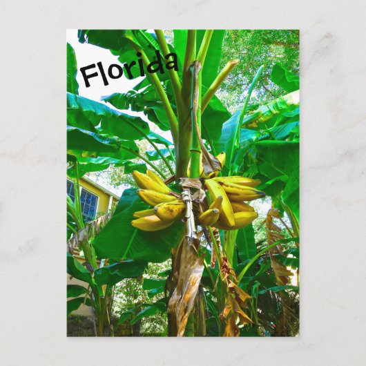 Tropische Banana Palm Tree St Augustine Florida Briefkaart (Voorkant)