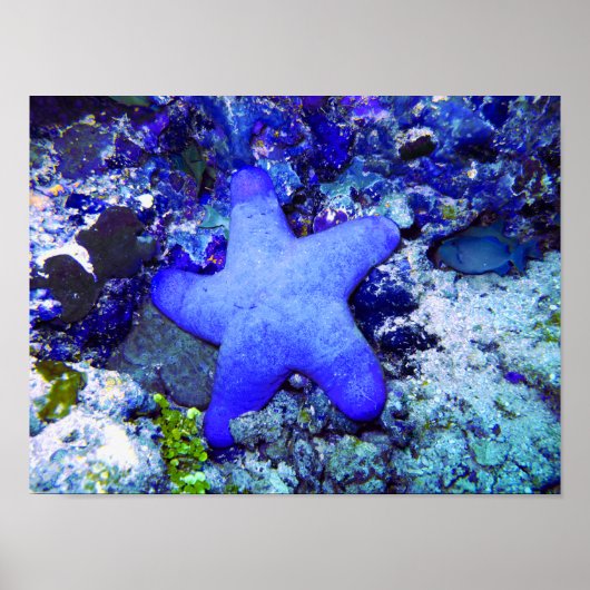 Tropische blauwe staartvis die op onderzeese koraa poster (Voorkant)