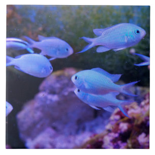 Tropische blauwe vis tegeltje