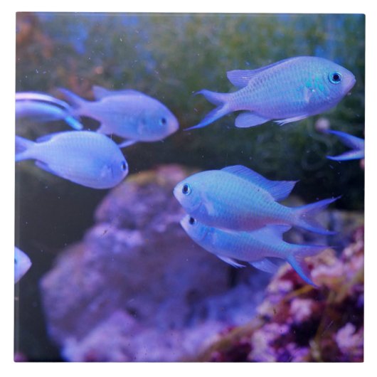 Tropische blauwe vis tegeltje (Voorkant)