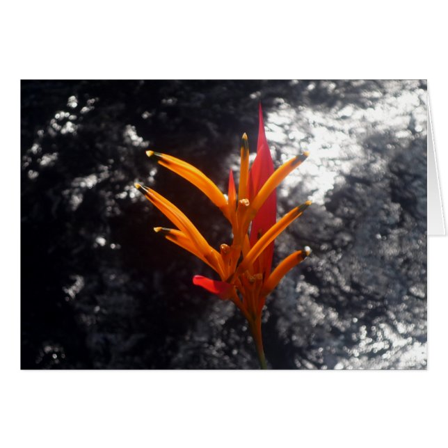 tropische bloem (Voorkant Horizontaal)