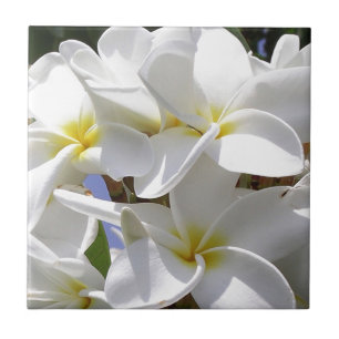Tropische Bloemen Plumeria Tegeltje