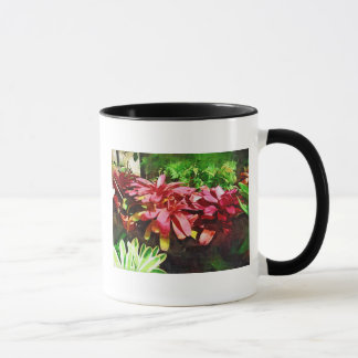 tropische bromeliad , sporttropische tuin , mia mok