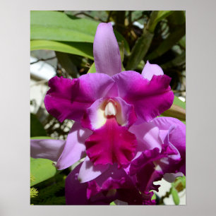 Tropische Cattleya Orchid Flower Poster