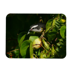 Tropische fotografie van de vogelsoort magneet