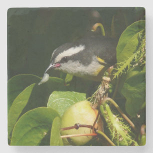 Tropische fotografie van de vogelsoort stenen onderzetter