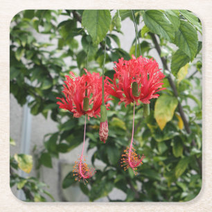 Tropische, gevleugelde koraal Hibiscus-ventilator Vierkante Kartonnen Onderzetter