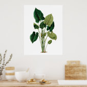Tropische grote bladeren botanische afdrukfilodend poster (Keuken)