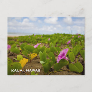 Tropische Hawaï-stransploer   Briefkaart Kauai
