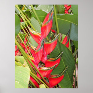 Tropische Heliconia Poster