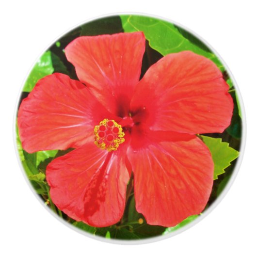 Tropische Hibiscus Flower Keramische Knop (Voorkant)