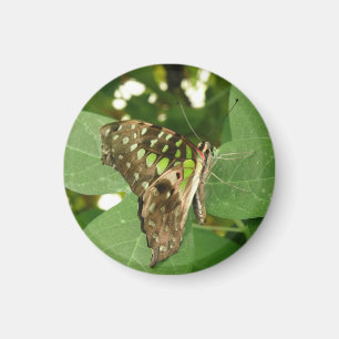 Tropische Iridiserende Groene Vlinder Magneet