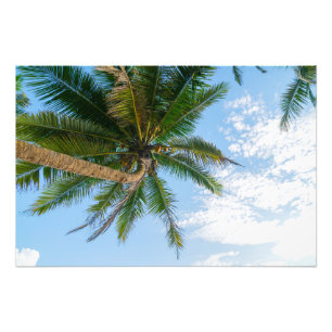 Tropische Kokospalmboom Onder Blauwe Lucht Foto Afdruk