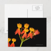 Tropische Milkweed (Asclepias curassavica) - Briefkaart (Voorkant / Achterkant)