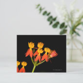 Tropische Milkweed (Asclepias curassavica) - Briefkaart (Staand voorkant)